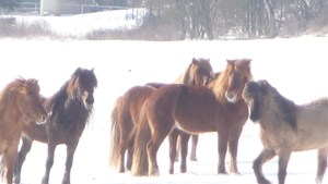Ponies im Schnee
